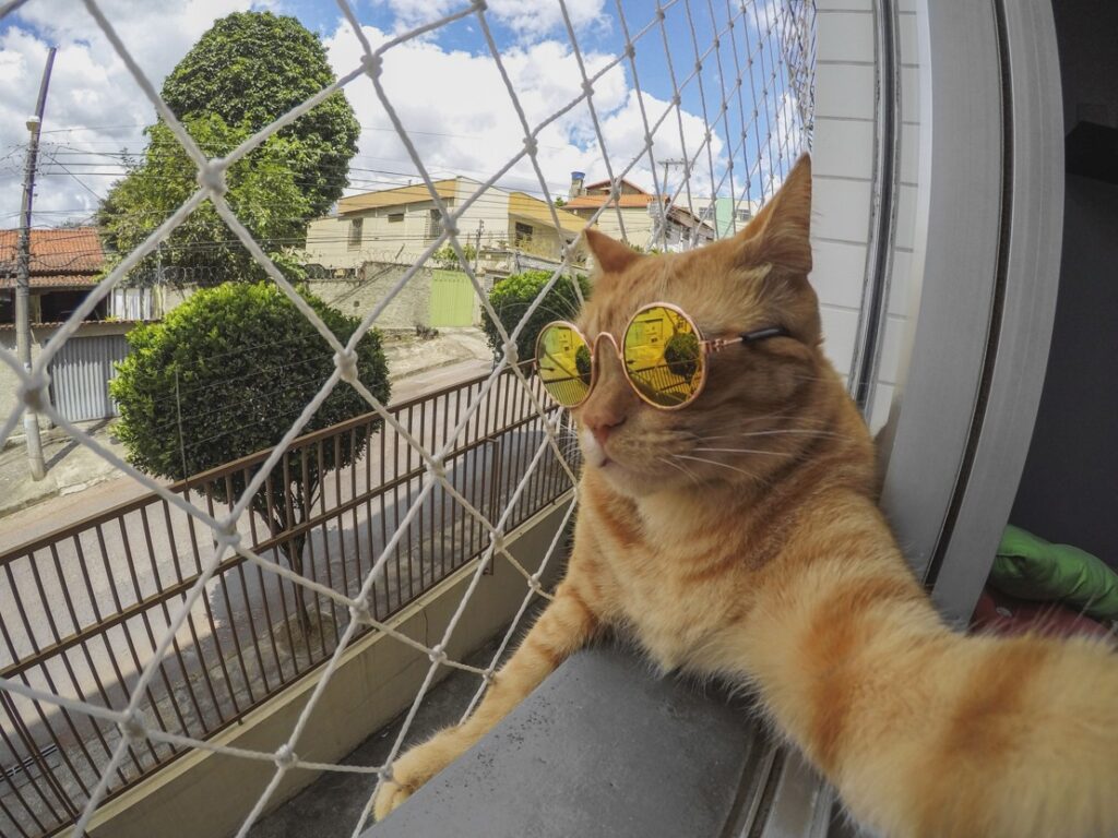 Vuelve a tu mascota una sensación del internet con tu GoPro