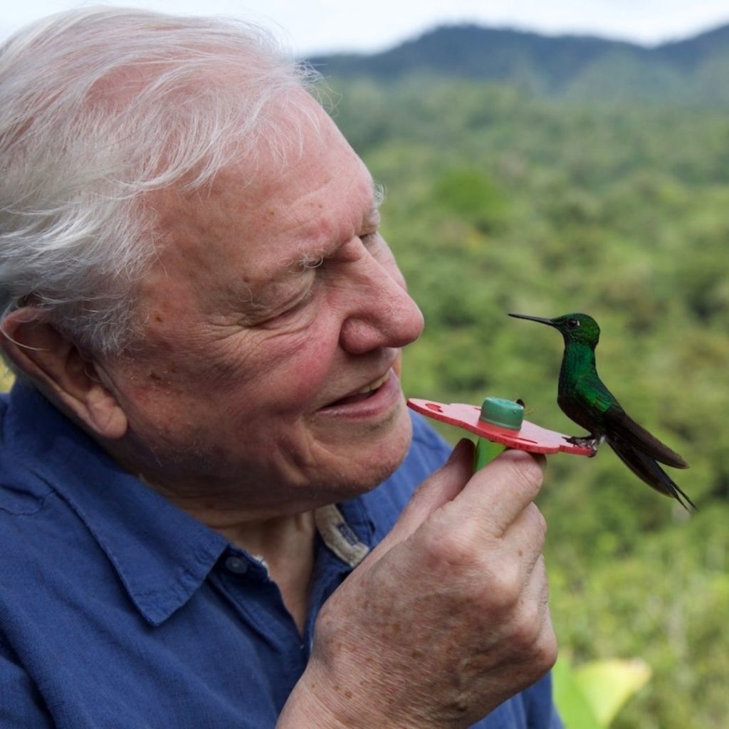 La vida a color con David Attenborough, la docuserie de Netflix para deleitarte la pupila.