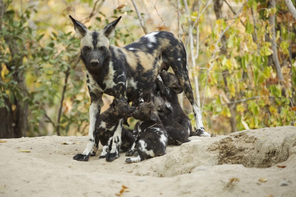 Disney+ Agosto familia de animales
