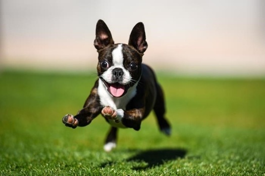 día mundial del perro canon