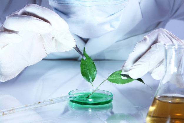 Bayer cultivos