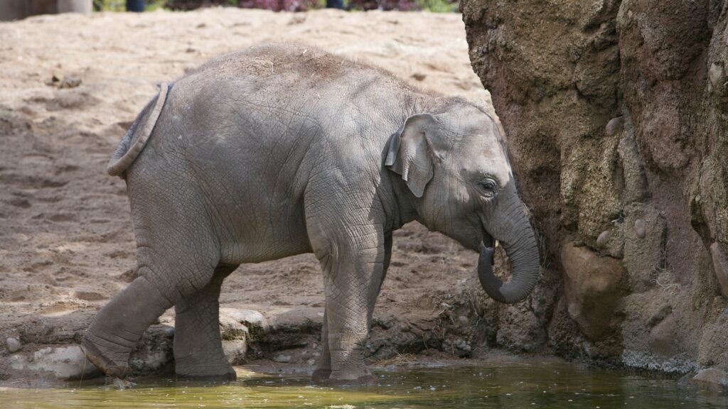 animal planet