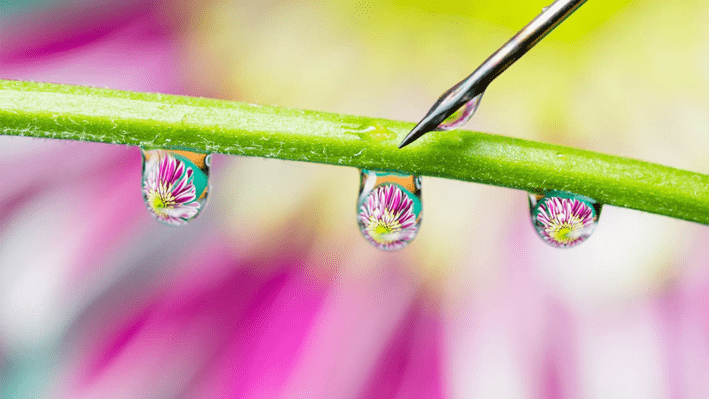 fotografía de flores