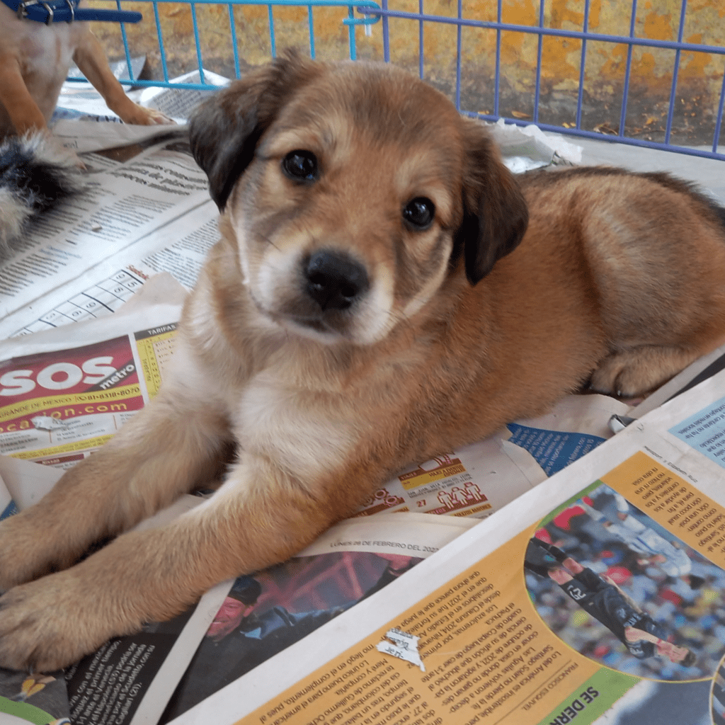 Del refugio a casa, una acción de corazón