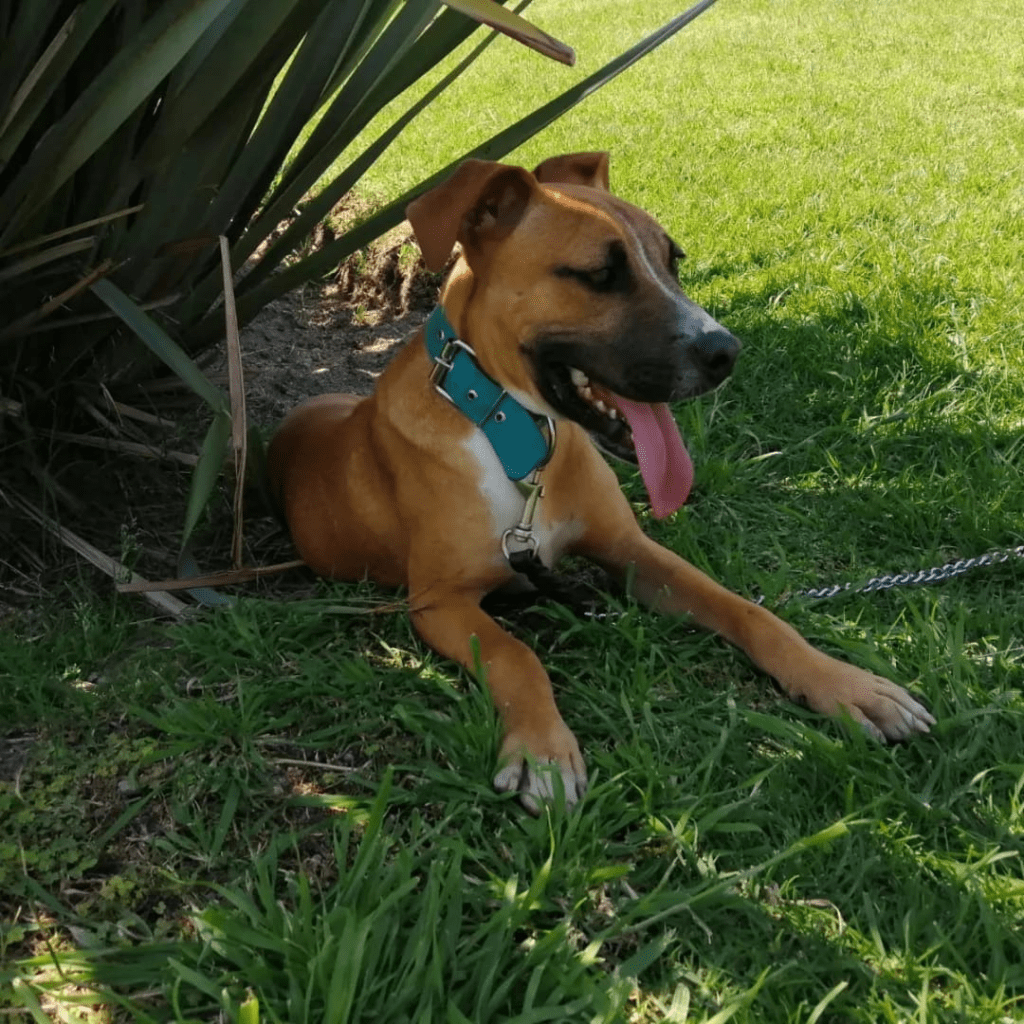 Pedigree Perros