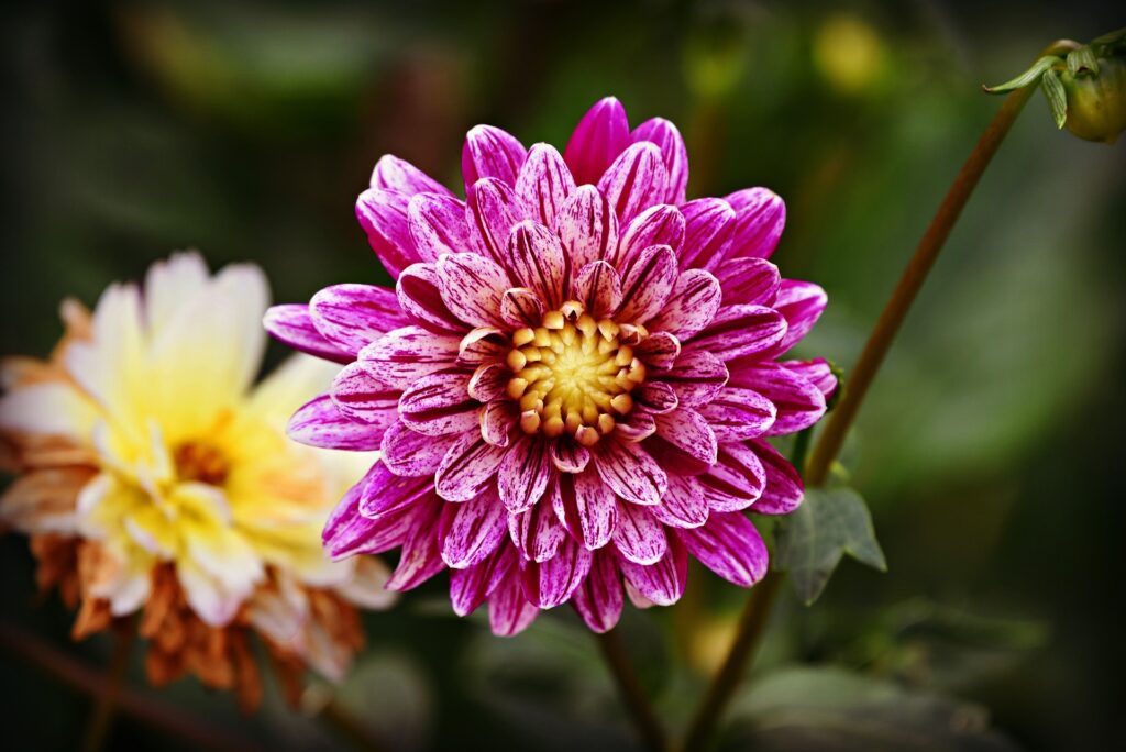 Canon Festival Flores y Jardines