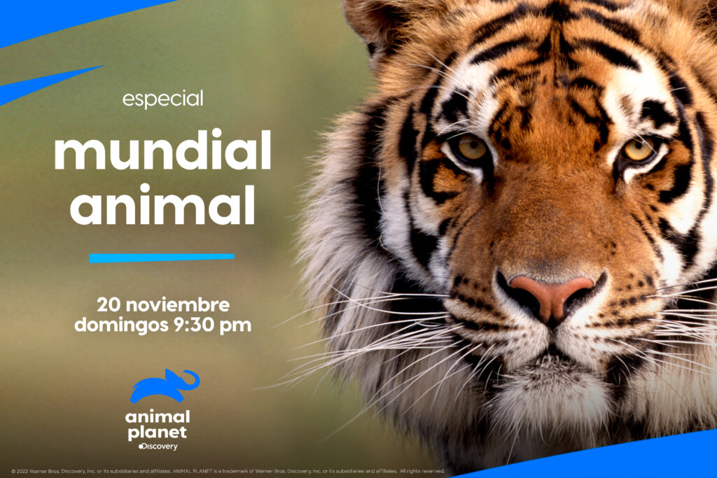 Discovery Noviembre