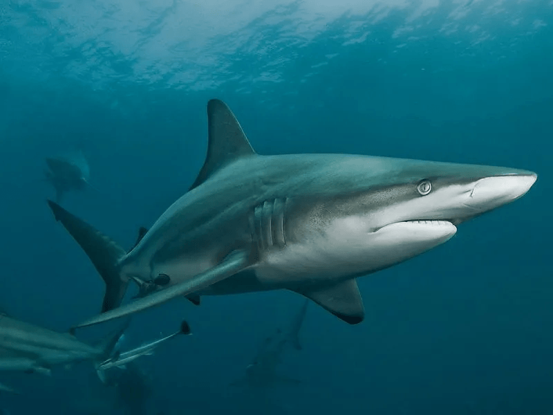 Documentales sobre tiburones Disney+