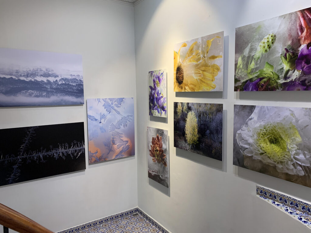 Canon México Art Collection