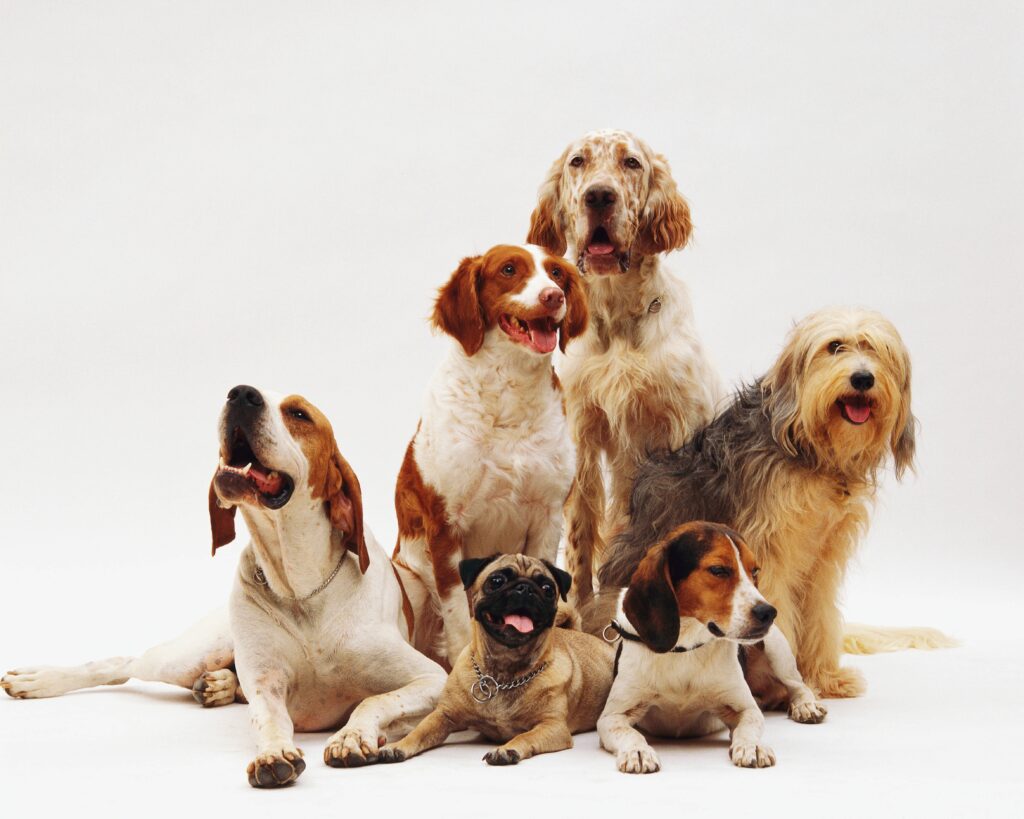 Día mundial perro consiente