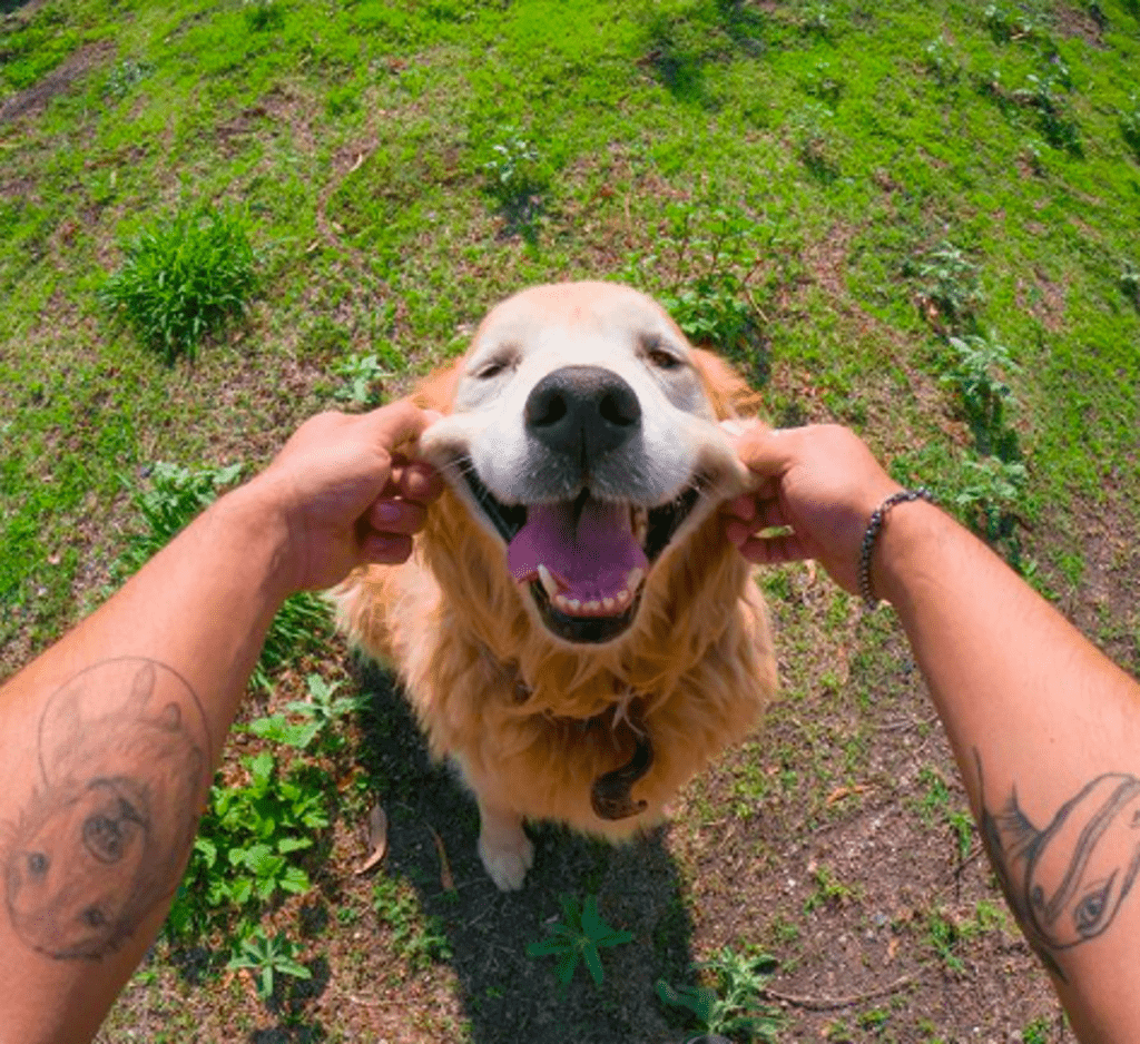 Día perro vídeo GoPRO