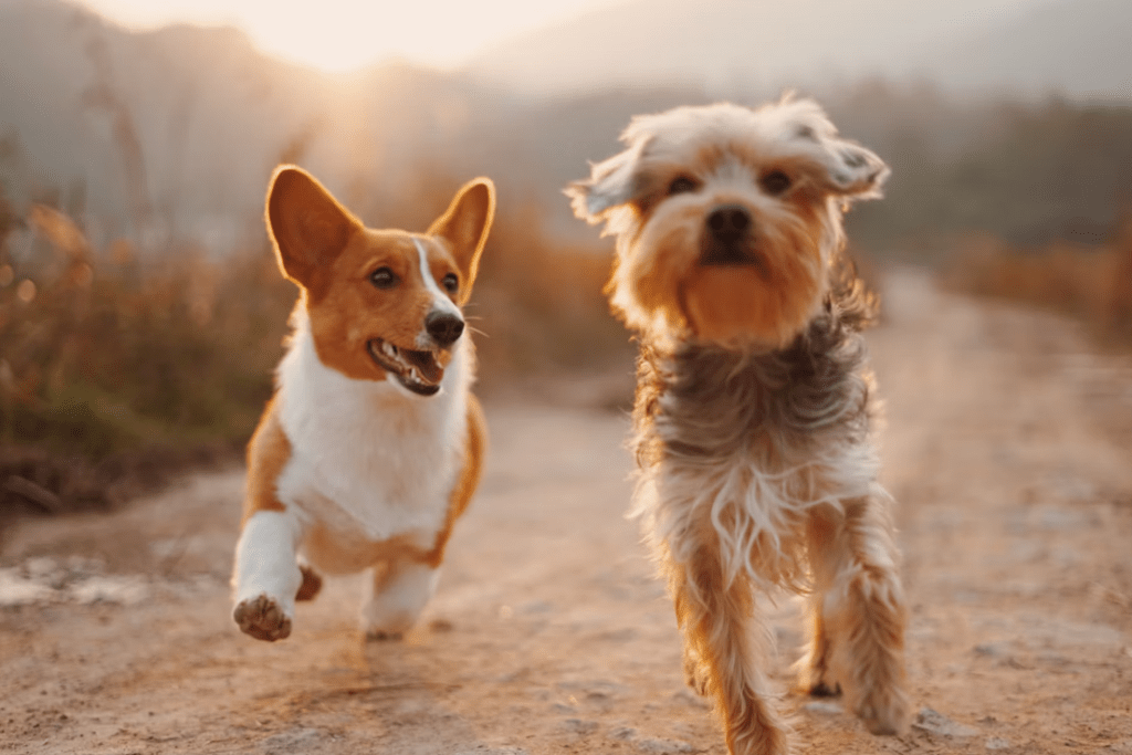 día mundial perro perrhijos