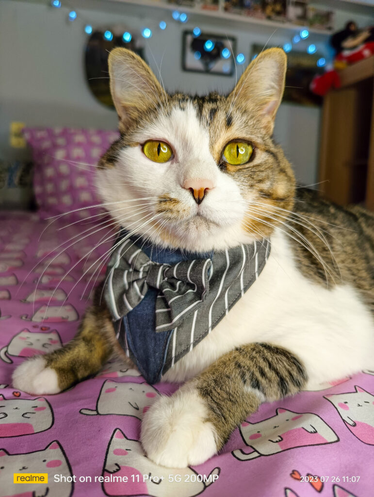 Día gato mejores fotografías