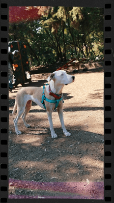 mascota vivo