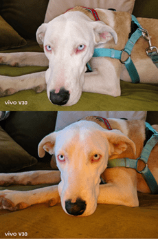 mascota vivo