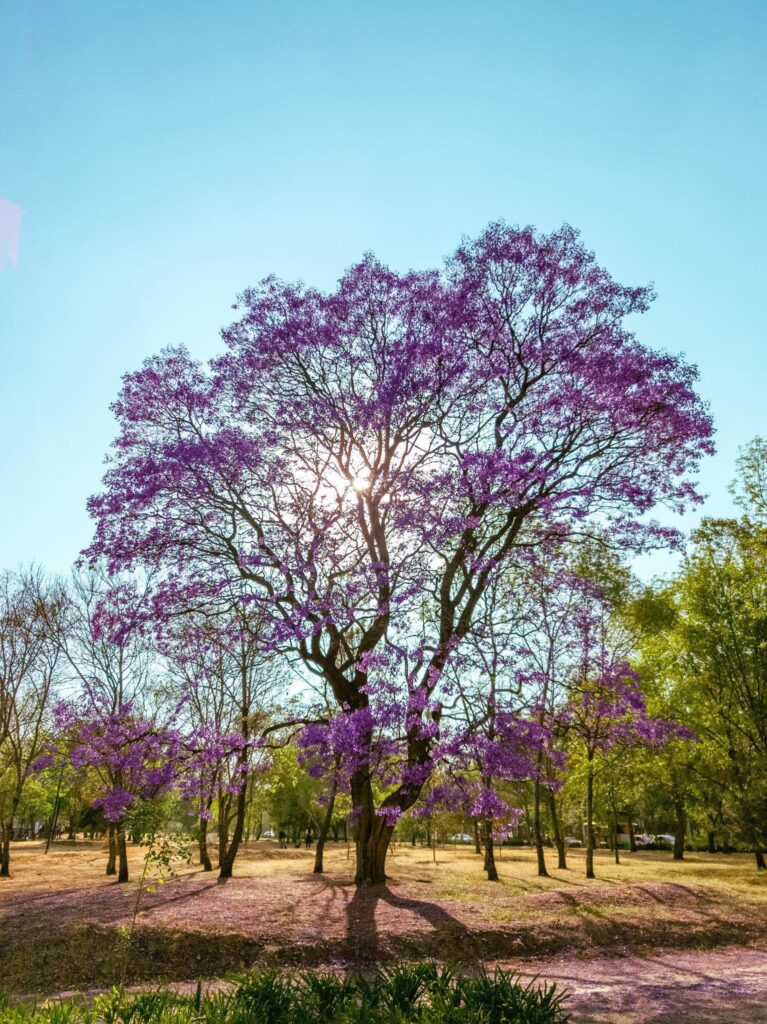 trucos mejores fotografías naturaleza